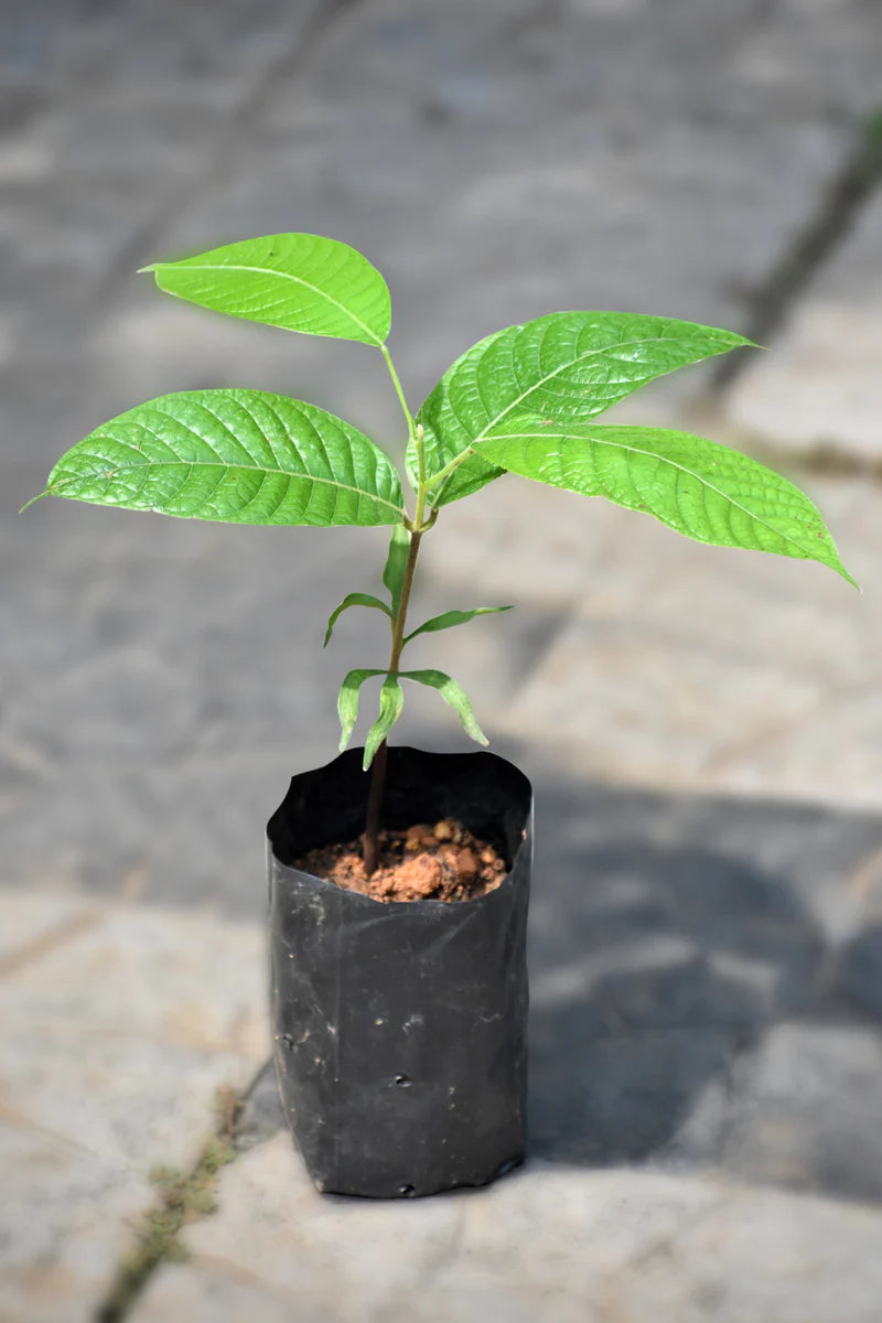 Dabai Exotic Fruit Plant (Canarium Odontophyllum)