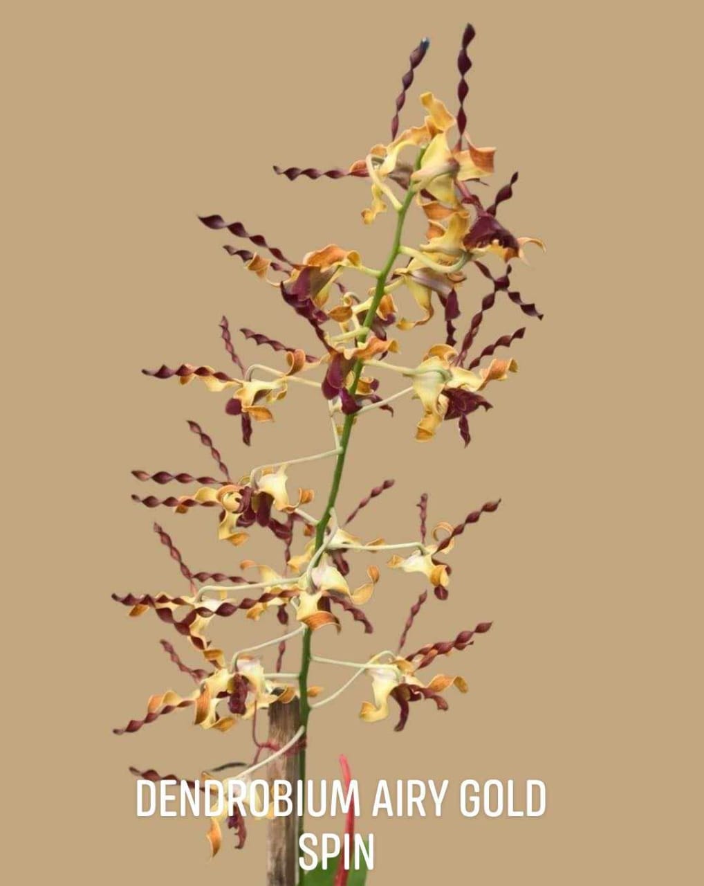 Dendrobium Airy Gold Spin