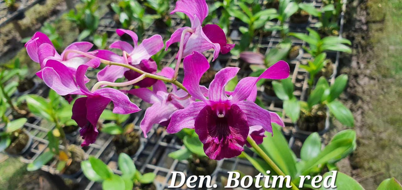 Dendrobium Botim Red