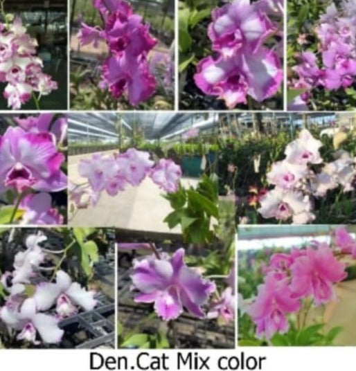 Dendrobium Cat Mix Colour