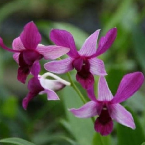 Dendrobium Caeser Red