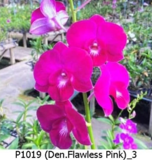 Dendrobium Flawless Pink