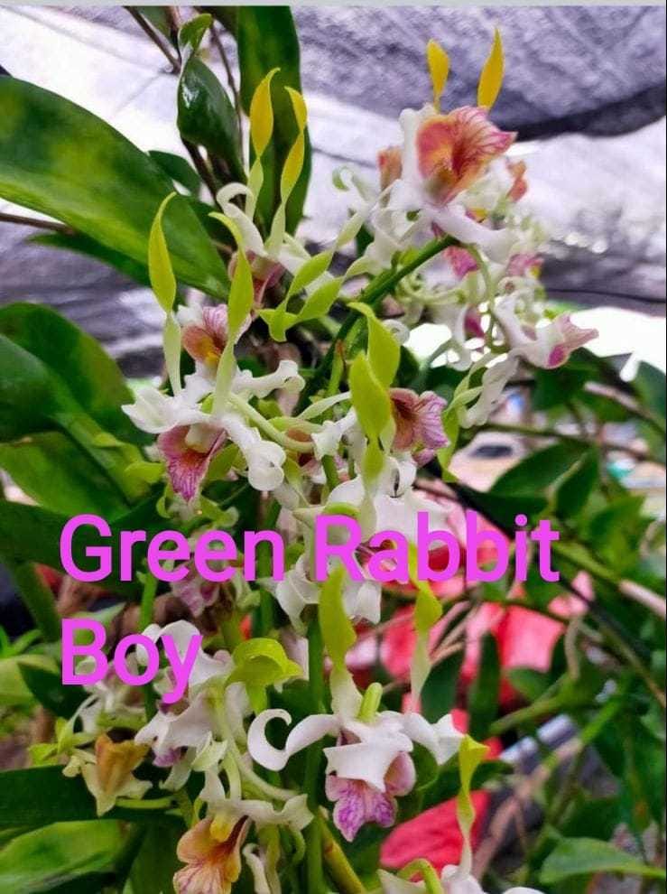 Dendrobium Green Rabbit Boy