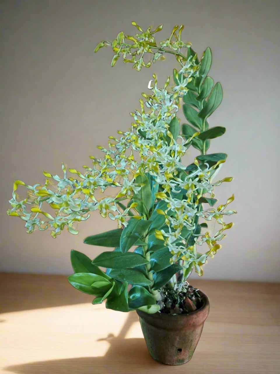 Dendrobium Green Rabbit