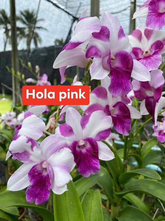 Dendrobium Hola Pink