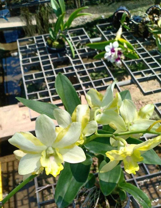 Dendrobium King Dragon White/Yellow