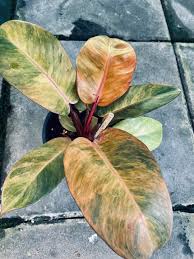 Philodendron Black Cardinal Variegated