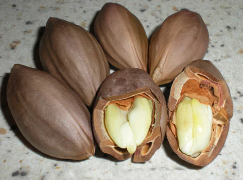 Dabai Exotic Fruit Plant (Canarium Odontophyllum)