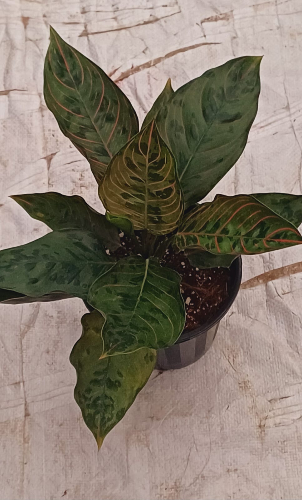 Aglaonema Red army