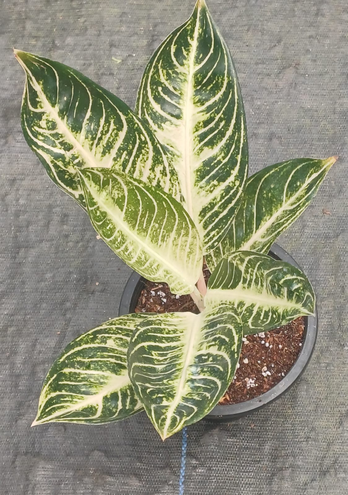 Aglaonema White Sumatra