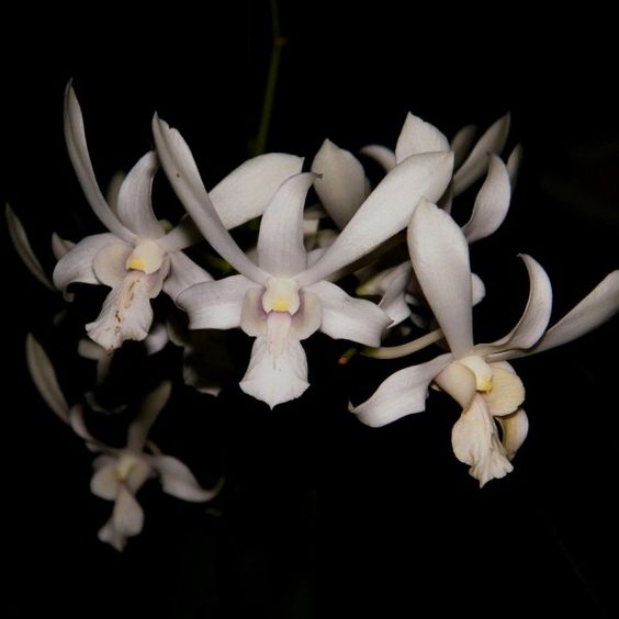 Dendrobium Big Jumbo Rabbit White