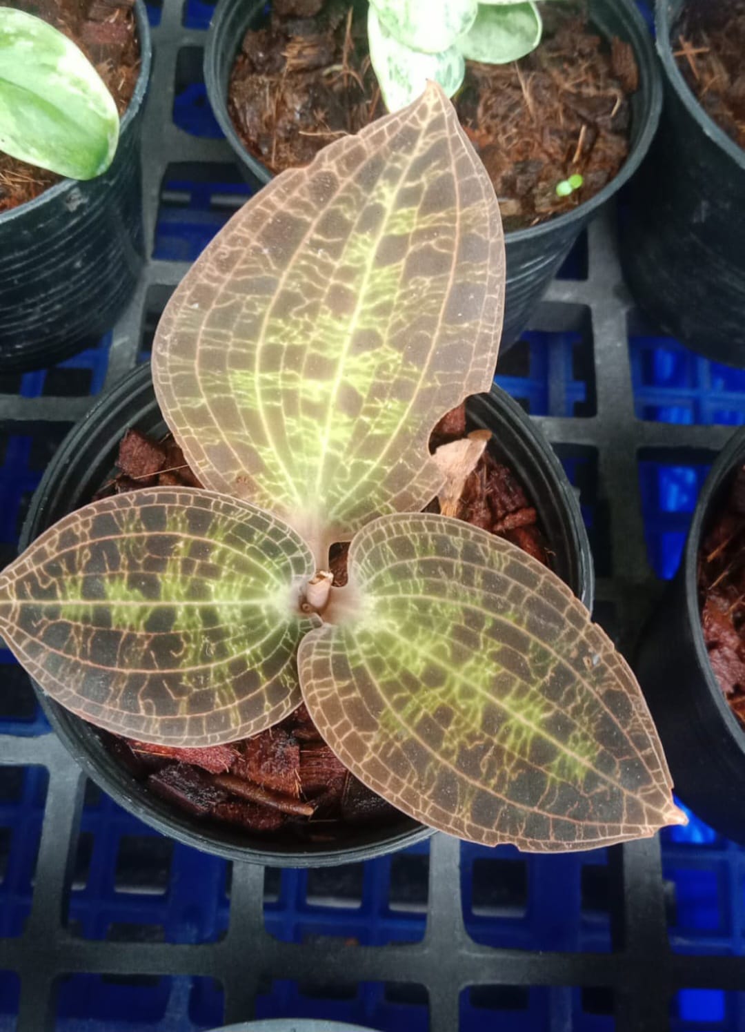 Jewel Orchid (Dossinia Marmorata)