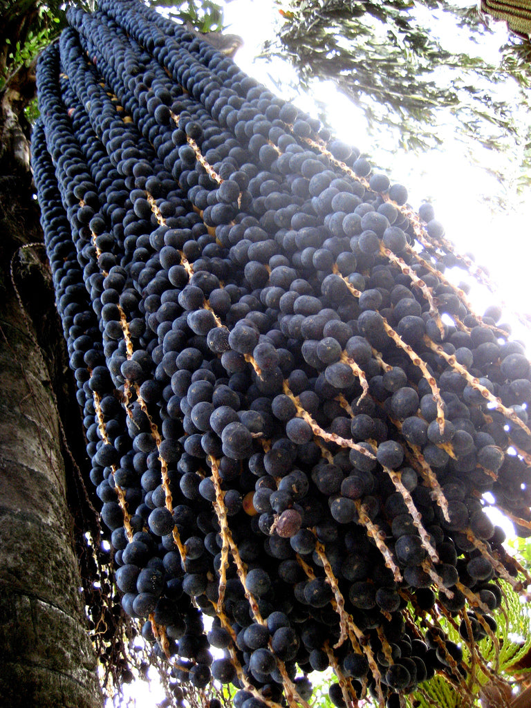 Acai Berry Exotic Fruit Plants (Euterpe Oleracea)