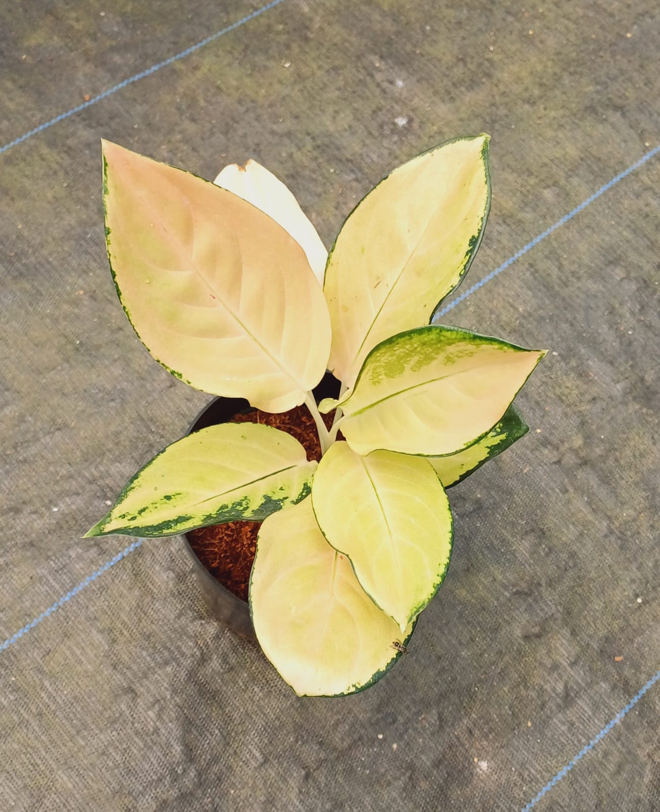 Aglaonema Yellow Majestic