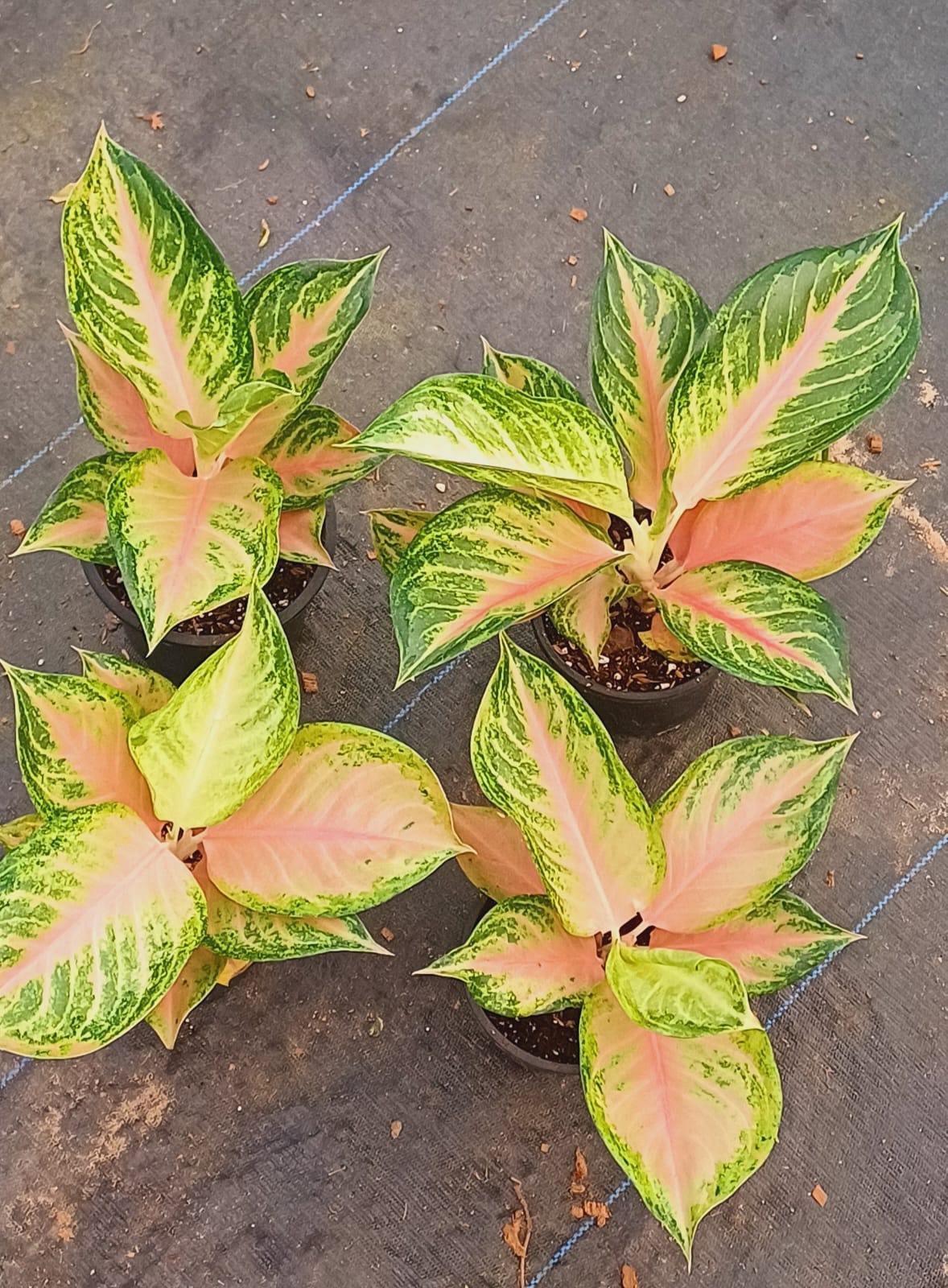 Aglaonema Pink Cabbage