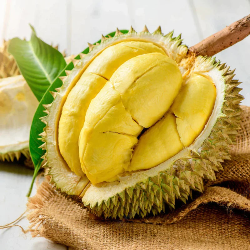 Durian Grafted Exotic Fruit Plant D24 (sultan)