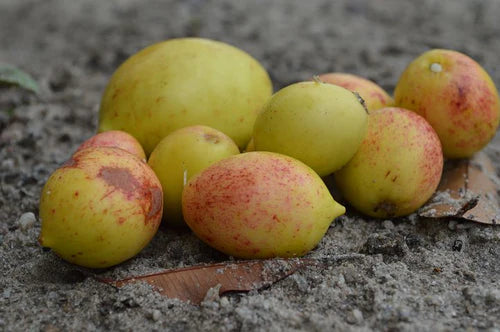 Mangaba Exotic Fruit Plants (Hancornia Speciosa)