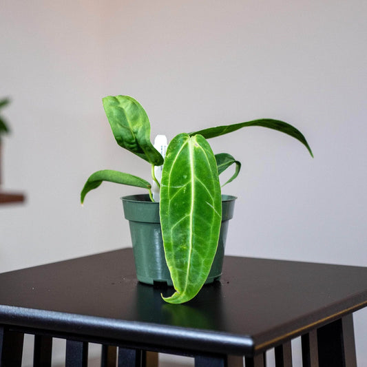 Anthurium Warocqueanum Queen 'Juvenile'