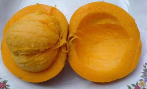 Mundu Exotic Fruit Plants (Garcinia Dulcis)