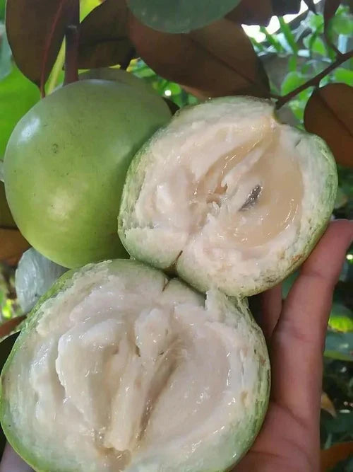 Green Star Apple Exotic Fruit Plants (Chrysophyllum Cainito)