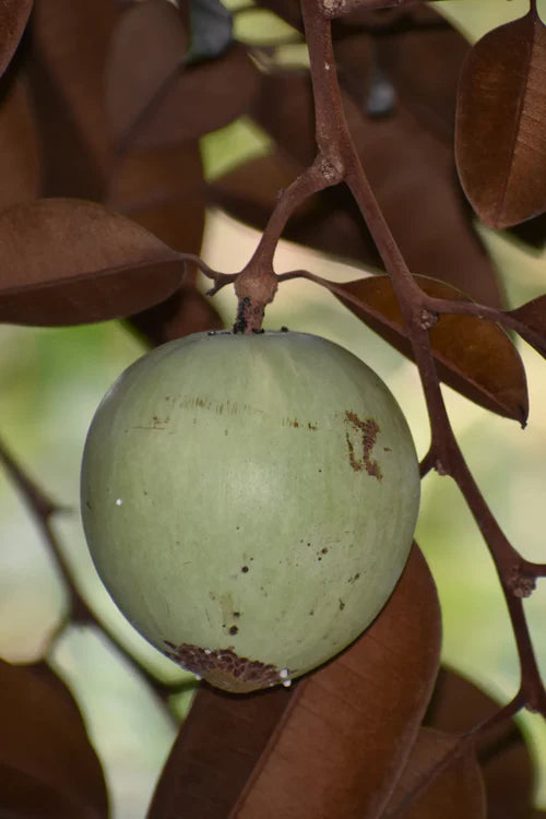 Green Star Apple Exotic Fruit Plants (Chrysophyllum Cainito)