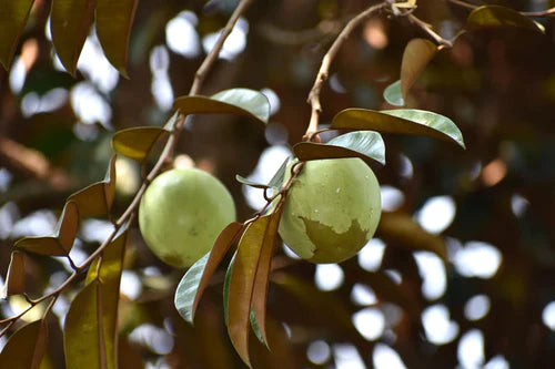 Green Star Apple Exotic Fruit Plants (Chrysophyllum Cainito)