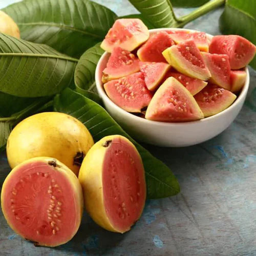 L 49 Guava Exotic Fruit Plants