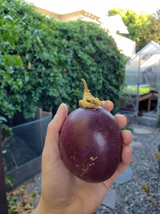 Passion Fruit Purple Plant