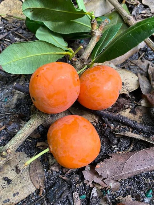 Imbe Fruit Exotic Fruit Plants (Garcinia Livingstonei)