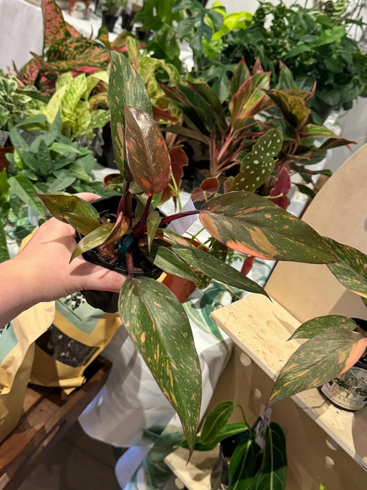 Philodendron Orange Princess