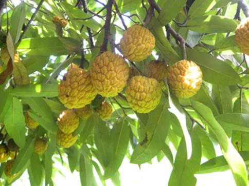 Araticui Exotic Fruit (Annona Dolabripetala)