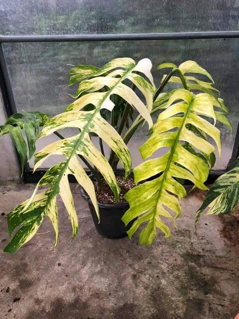 Epipremnum Flame Aurea Variegated