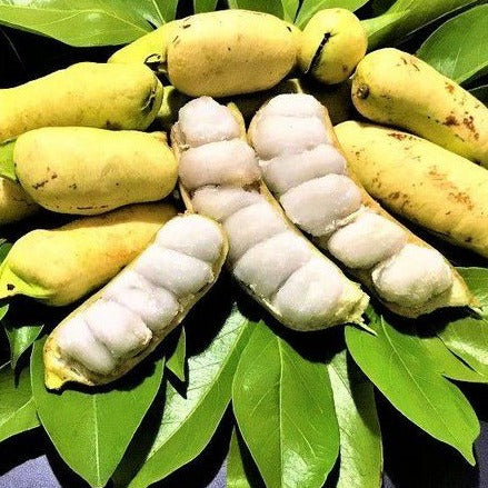 Guama Ice Cream Bean (Inga laurina) Exotic Fruit Plant