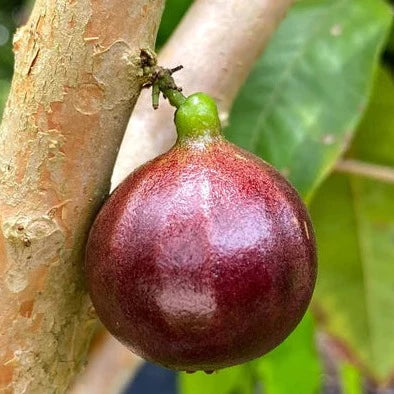 ESALQ Red Jaboticaba Exotic Fruit Plant (Plinia Phitrantha Esalq)