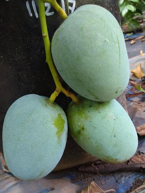 Kalapadi Mango Grafted Exotic Fruit Plant (Mangifera indica)