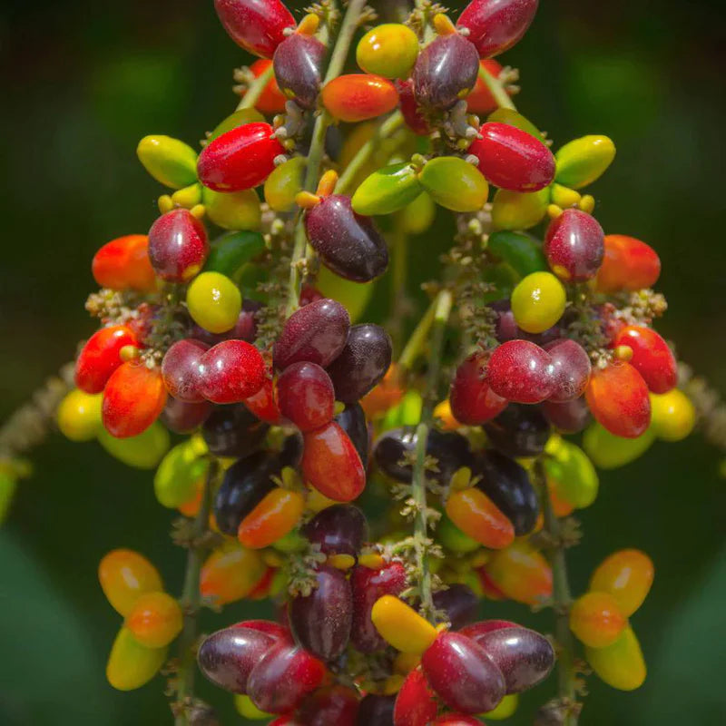 Kasam Exotic Fruit Plants (Erioglossum Rubiginosum)