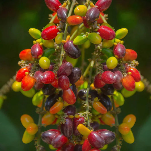 Kasam Exotic Fruit Plants (Erioglossum Rubiginosum)