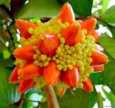 Kesusu Exotic Fruit Plants (Prainea Limpato)