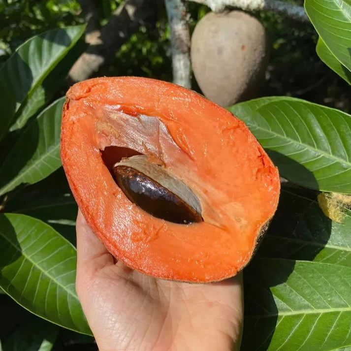 Mamey Sapote Key West Exotic Fruit Plants (Pouteria Sapota)