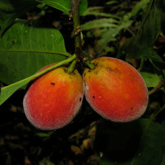 Pouteria Durlandii Exotic Fruit Plants (Pouteria durlandii)