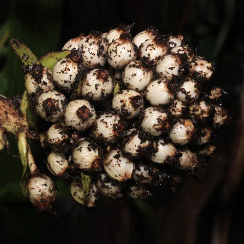 Lemba Exotic Fruit Plants (Curculigo Capitulata)