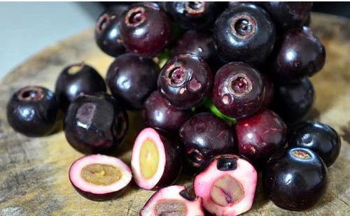 Lipote Exotic Fruit Plants (Syzygium Curranii)