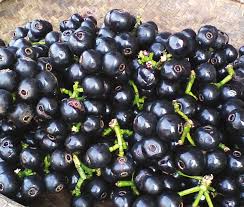 Lipote Exotic Fruit Plants (Syzygium Curranii)