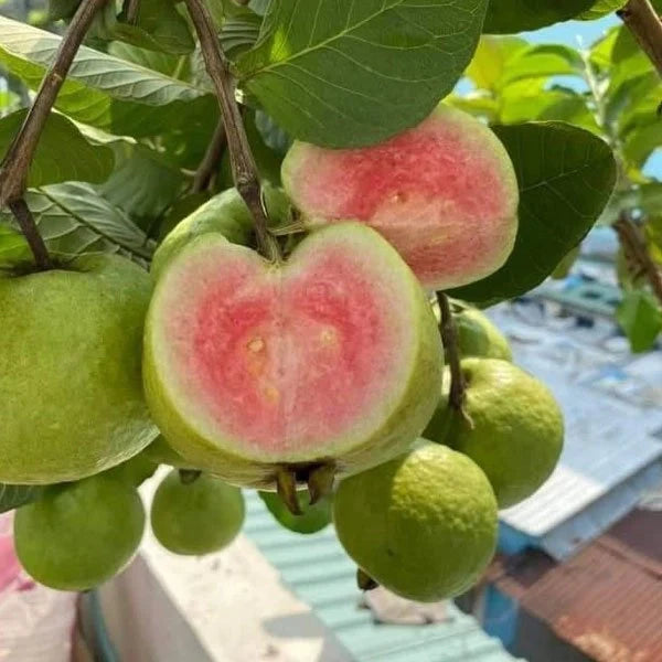 Madhuri Guava Exotic Fruit Plants