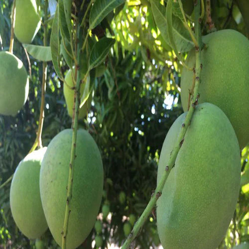 Mallika Mango Exotic Fruit Plants