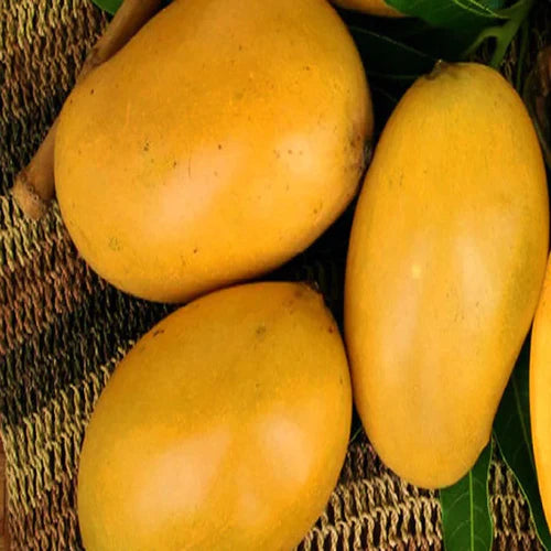 Mallika Mango Exotic Fruit Plants