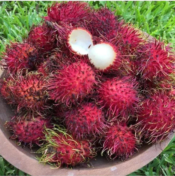 Malwana Rambutan Exotic Fruit Plants (Red)