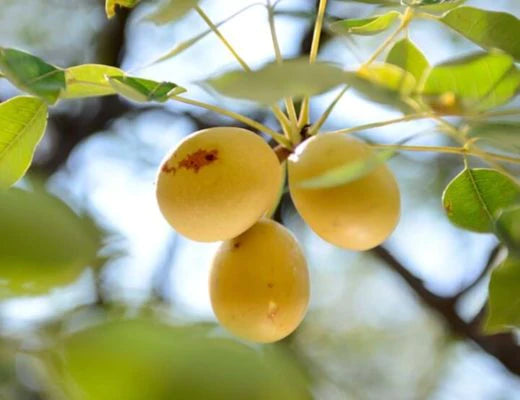 Marula Exotic Fruit Plants (Sclerocarya birrea)