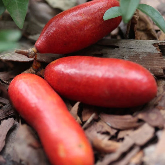 Fingersop Exotic Fruit Plant (Meiogyne cylindrocarpa)