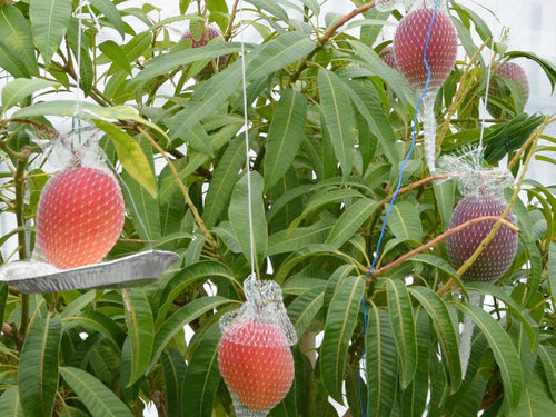 Miyazaki Mango Exotic Fruit Plants Grafted